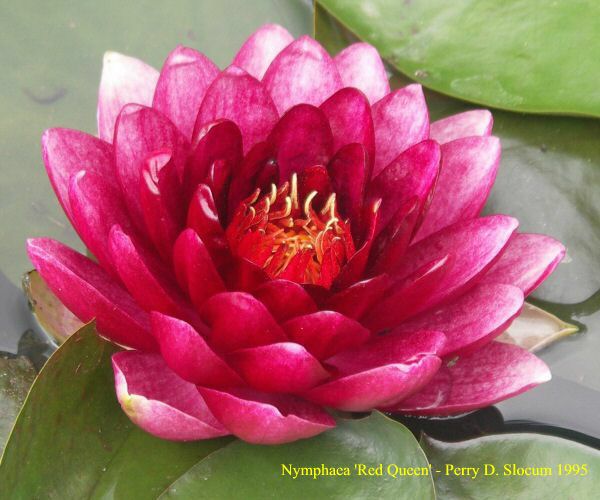 Nymphaea 'Red Queen'